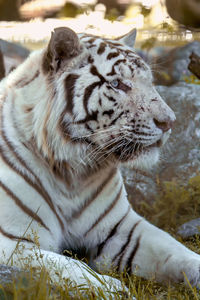 Close-up of a relaxed tiger
