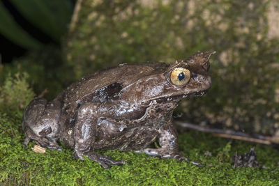 Close-up of frog on field