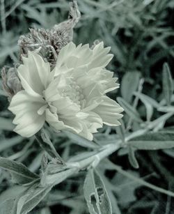 Close-up of flower blooming outdoors