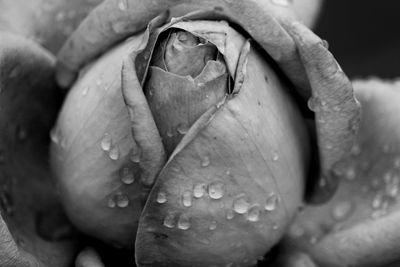 Close-up of wet rose flower