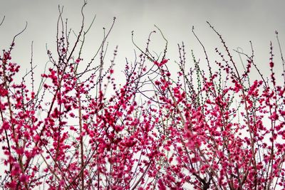 Low angle view of cherry blossoms against sky