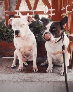 Portrait of dog looking outdoors