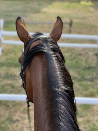 Close-up of a horse on field