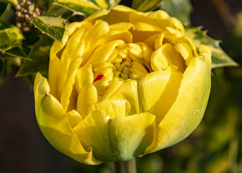 Close-up of yellow flowering plant