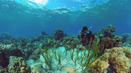 undersea