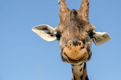 Low angle view of giraffe against blue sky