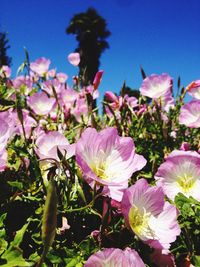 Close-up of pink flowers