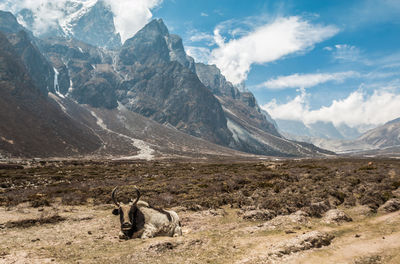 Horned mammal sitting on land against mountains during winter