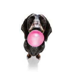 Portrait of black dog against white background