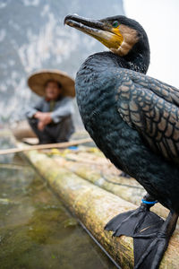 Close-up of bird perching on man outdoors