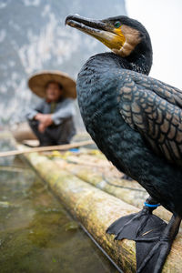 Close-up of bird perching outdoors