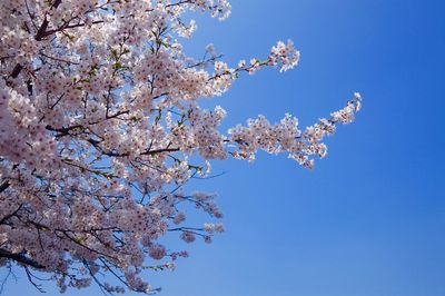 Low angle view of cherry blossom tree