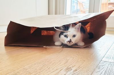 Portrait of a cat relaxing on floor at home