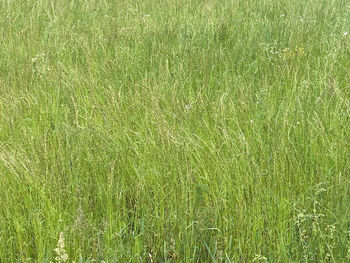 grassland