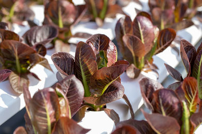 Close-up of flowering plant