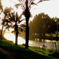 Scenic view of palm trees by lake against sky