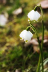 Close-up of white flowers blooming outdoors