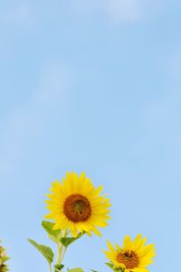 Close-up of fresh sunflower blooming against clear sky