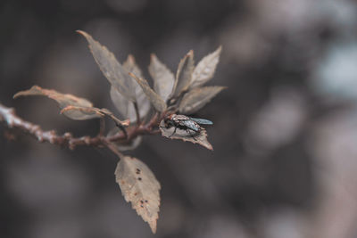 Close-up of dried plant