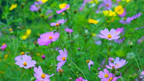 Close-up of flowers growing on field