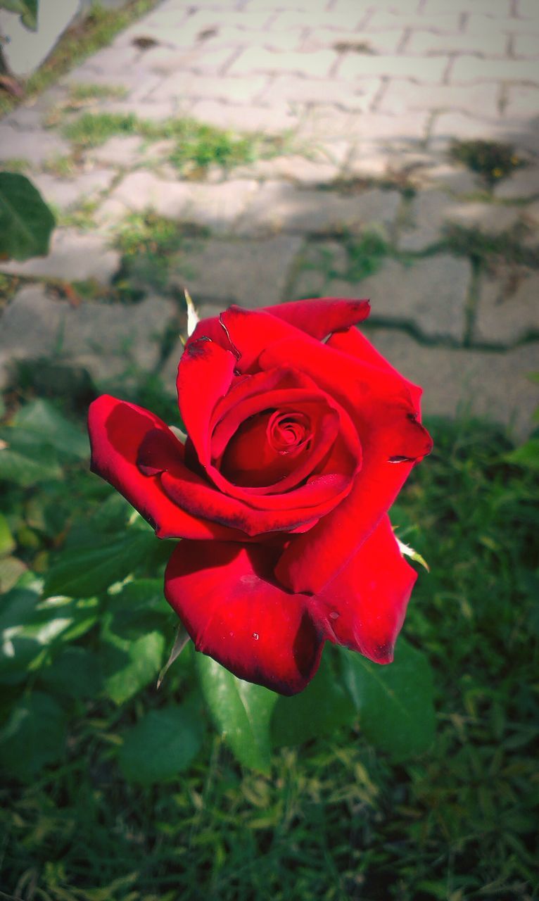 flower, petal, red, flower head, freshness, fragility, growth, close-up, single flower, focus on foreground, beauty in nature, blooming, rose - flower, plant, nature, in bloom, rose, day, selective focus, blossom