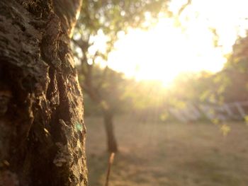 Close-up of tree trunk