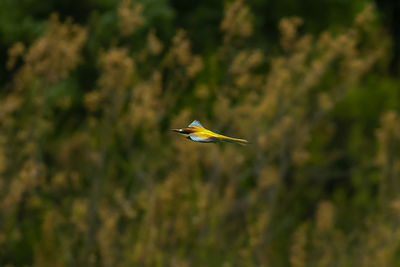 Close-up of bird on leaf against blurred background