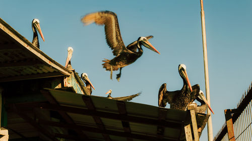 Low angle view of birds flying against clear sky