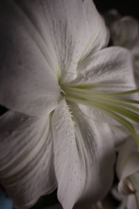 Close-up of white flower