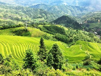 Scenic view of agricultural field