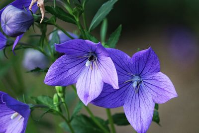 Close-up of purple flowering plant