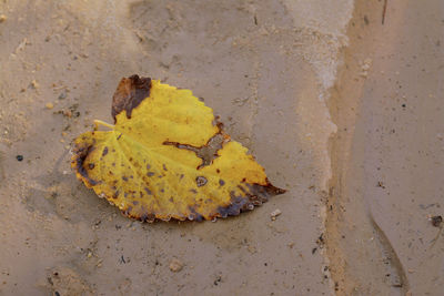 High angle view of yellow leaf on beach