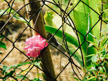 Close-up of pink flowering plants seen through chainlink fence