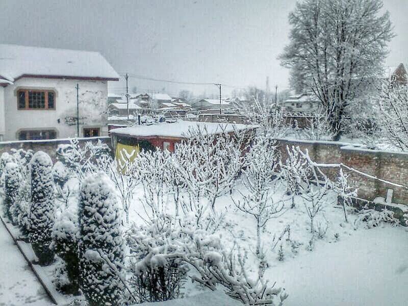 snow, winter, cold temperature, season, weather, covering, frozen, building exterior, built structure, architecture, tree, bare tree, house, field, nature, white color, covered, plant, day, tranquility