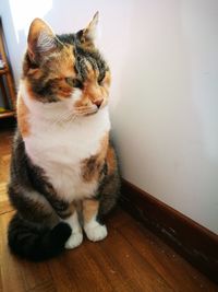 Cat sitting on floor at home