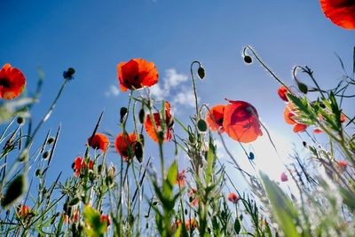 Close-up of red poppy flowers against sky