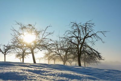 Sun and trees in winter with a lot of snow and blue sky