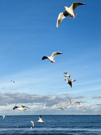 Low angle view of seagulls flying over sea against sky