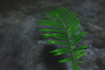 Close-up of fern leaves