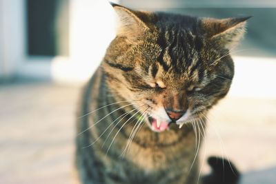 Close-up of a cat