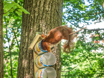 Low angle view of a squirrel on tree trunk