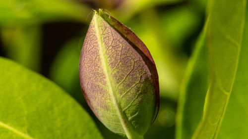 Close-up of green leaf