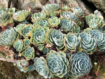 High angle view of succulent plant