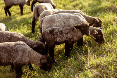 Flock of sheep on field. sheep and lamb on the meadow eating grass in the herd. farming outdoor. 