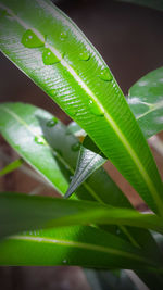 Close-up of insect on leaf