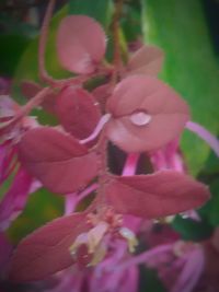 Close-up of pink flowers