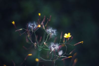 Close-up of dandelion on plant