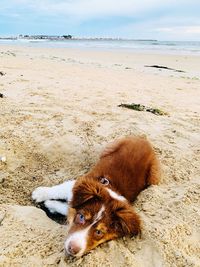 View of a dog on beach