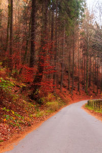 Road amidst trees in forest during autumn