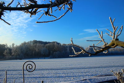 Bare trees against blue sky